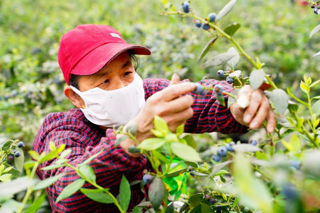 山东惠民：蓝莓成村振兴“致富果”