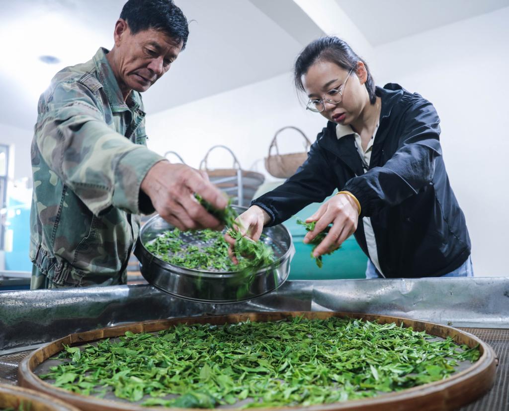 浙江长兴：立夏至 高山茶采摘忙