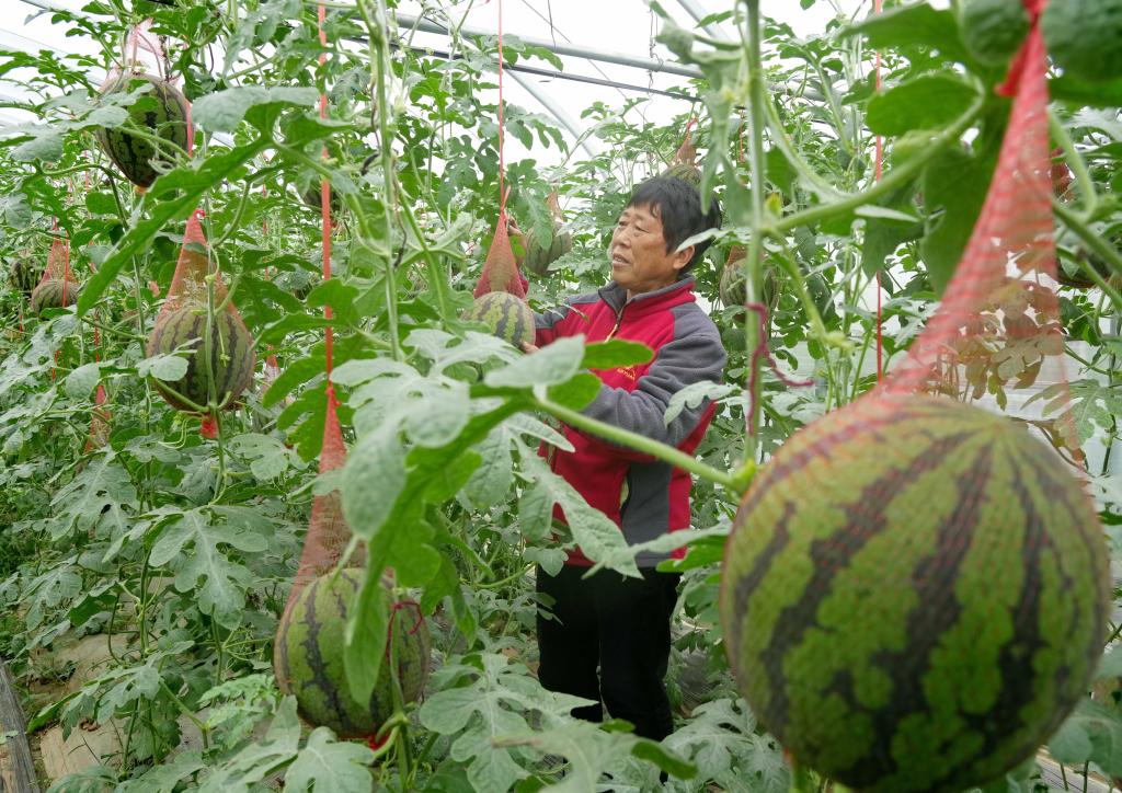 河北新乐：立夏时节瓜果飘香