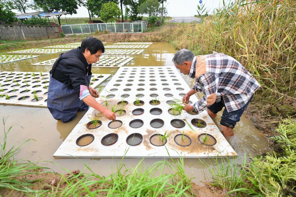 “水上种植”助农增产增收