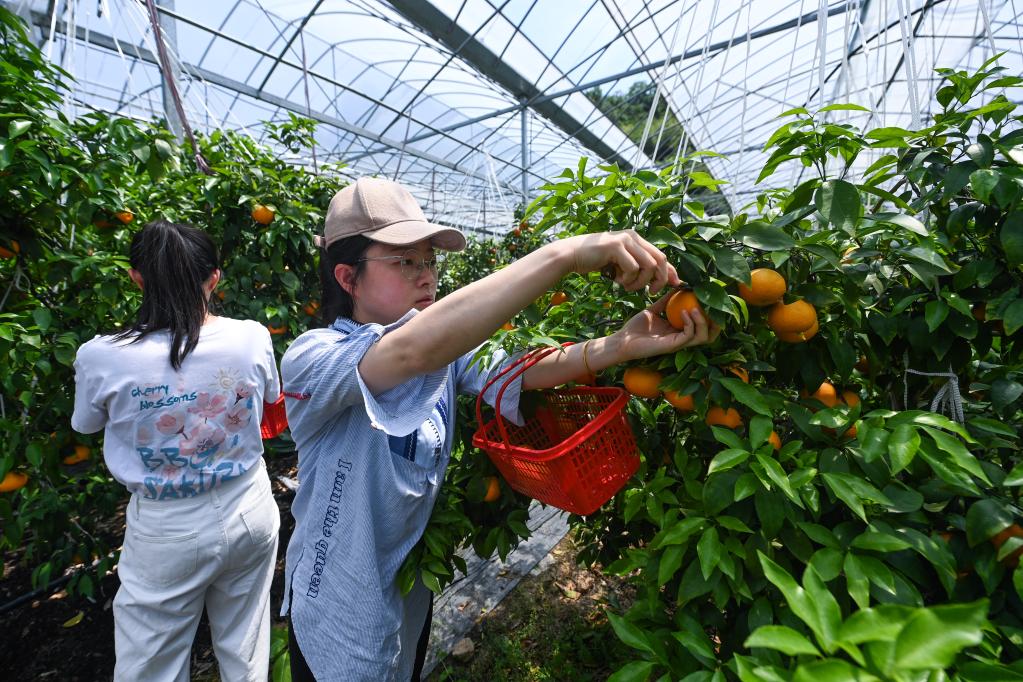 错峰柑橘初夏上市 科技兴农助力共富