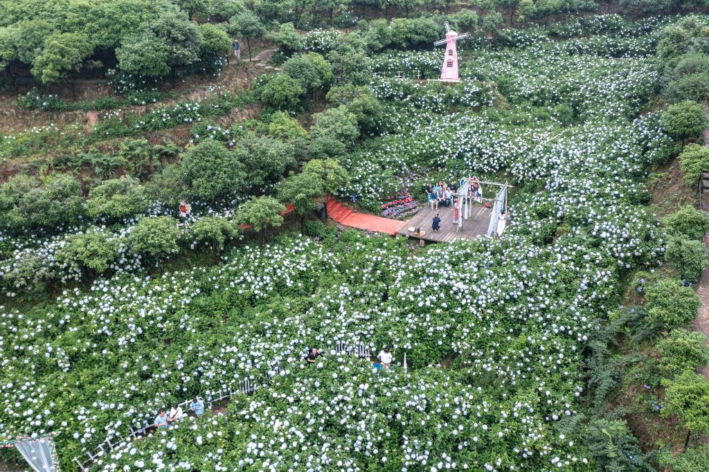 重庆巴南：绣球花开迎客来