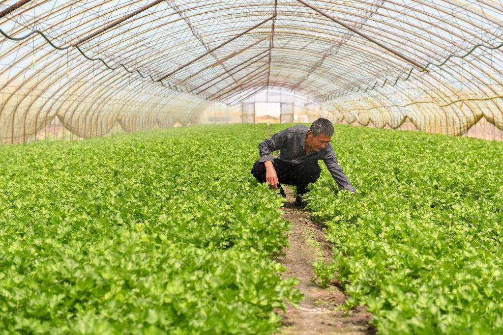 长春：特色种植拓宽致富路