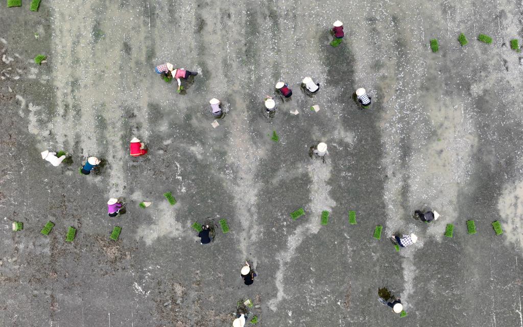 江苏淮安：多彩插秧节