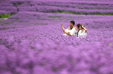 贵阳：夏日紫色花海