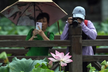 南宁：荷花盛开引客来