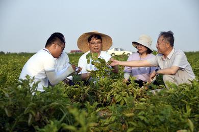 山东：耐盐碱马铃薯新品系试种获丰收