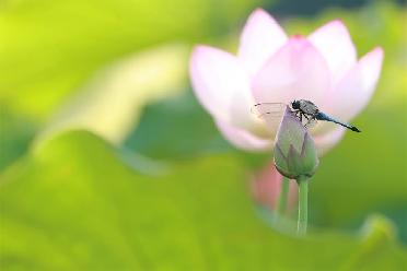 小暑荷韵