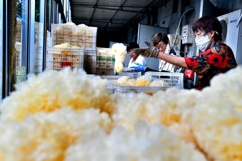 山东惠民：食用菌绽放“致富花”