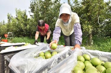 河北威县：沙荒地上梨果飘香