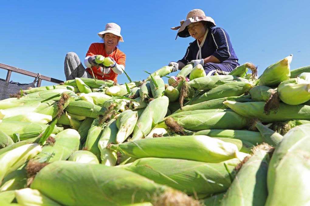 河北万全：鲜食玉米成熟上市