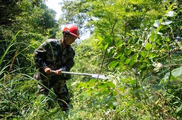 百家乐平台全媒+丨湖南浏阳：林长制护航古树长青