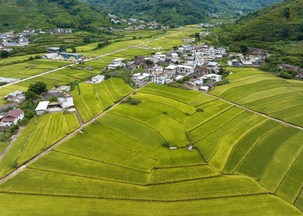 稻花香里庆丰年