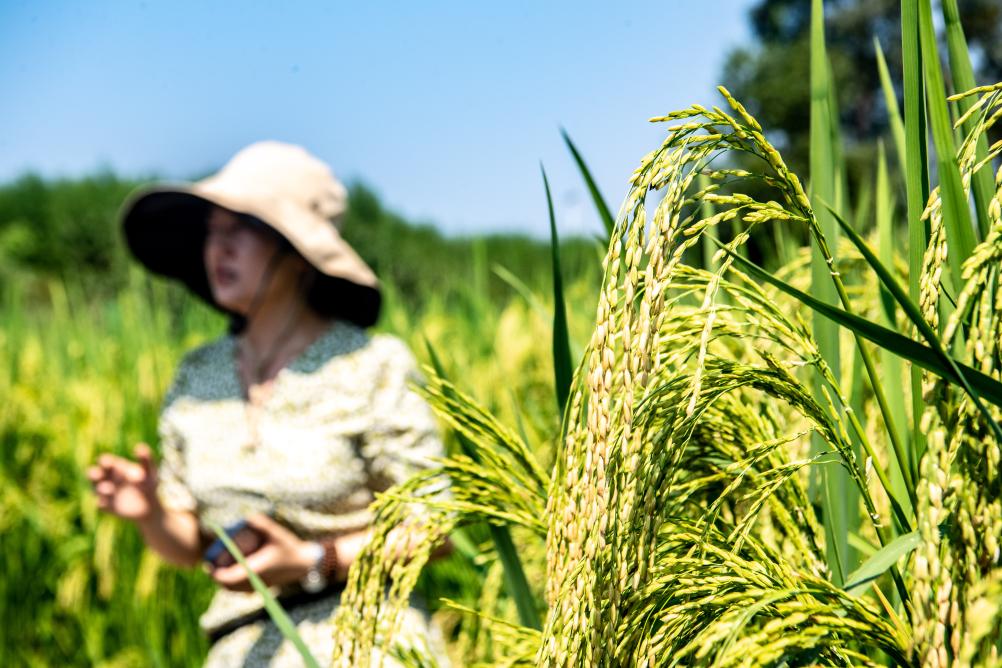 重庆大足：五彩稻田好“丰”景