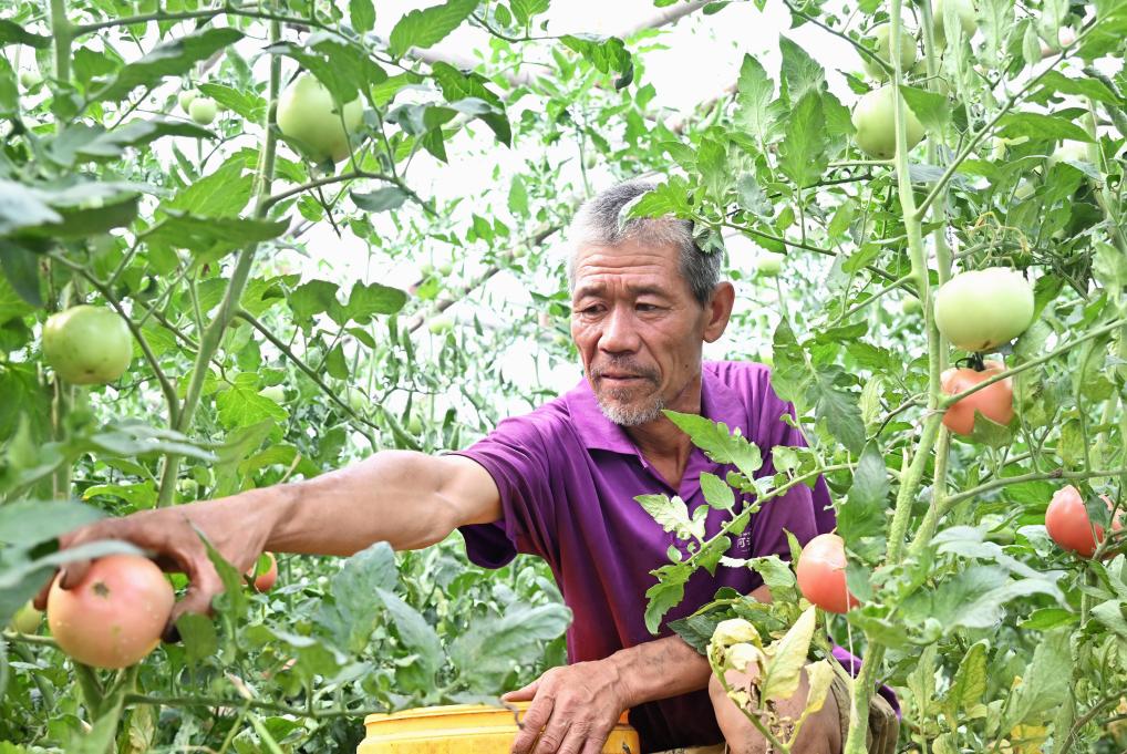 河北滦州：蔬菜种植促农增收