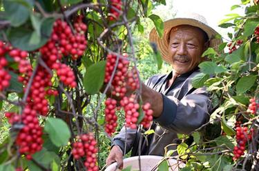 河北丰润：发展中草药种植 助力乡村振兴