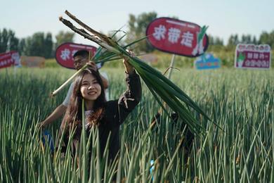 北京平谷：大葱尝鲜季开幕