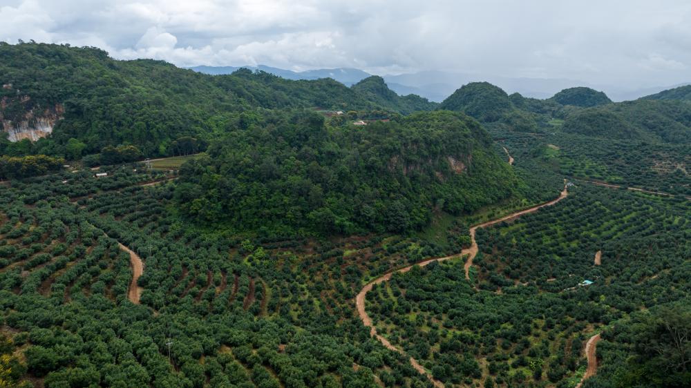 云南孟连大力发展牛油果产业促农增收