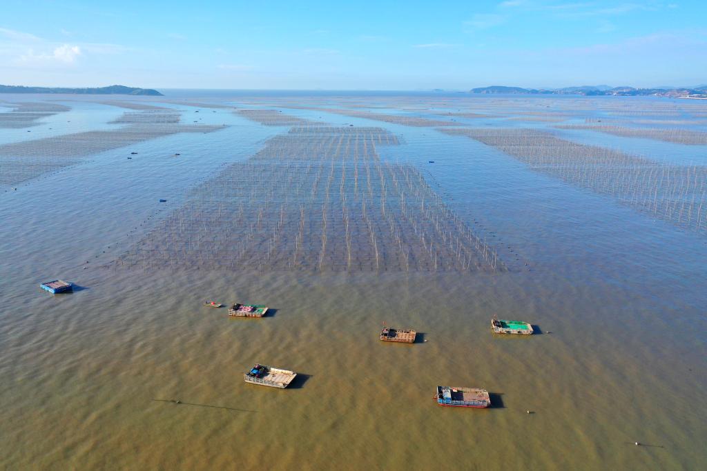 浙江玉环：“海上菜园”紫菜种养忙