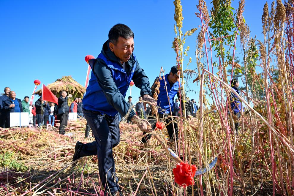 内蒙古武川县：收割藜麦迎丰收