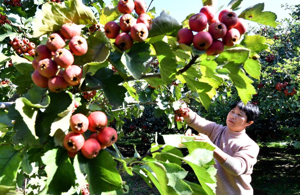 河北晋州：小山楂映红丰收路