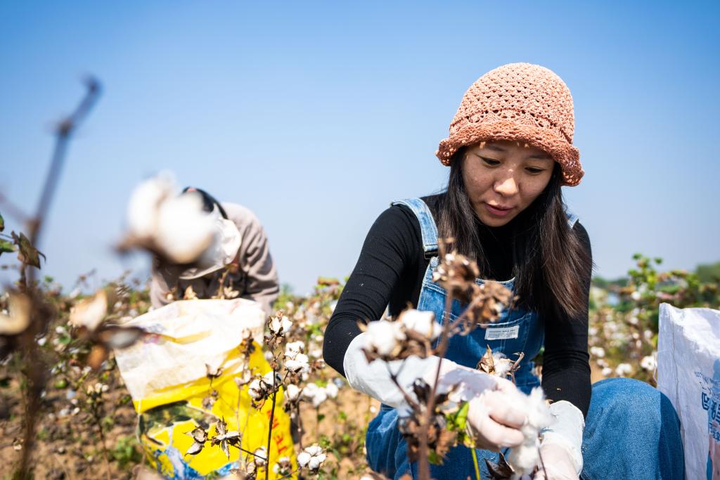 湖南南县：棉花喜丰收