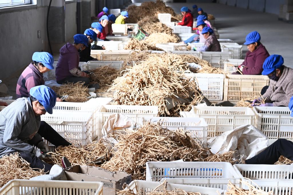 甘肃岷县：药材加工晾晒忙