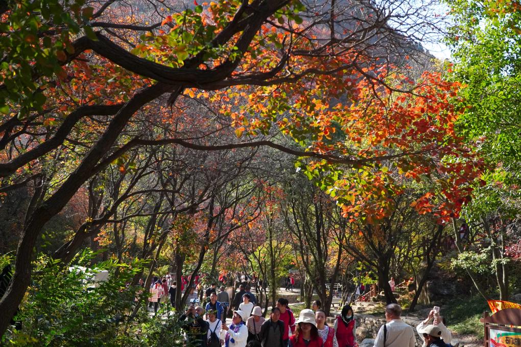 山东临朐：金秋时节红叶美