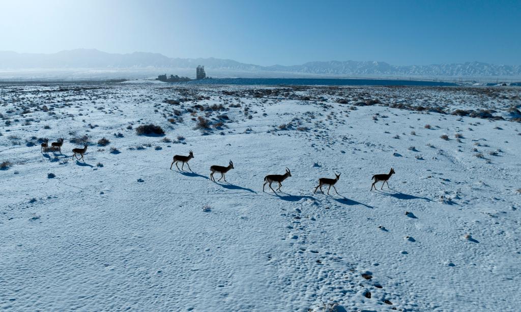 甘肃阿克塞：雪景美如画