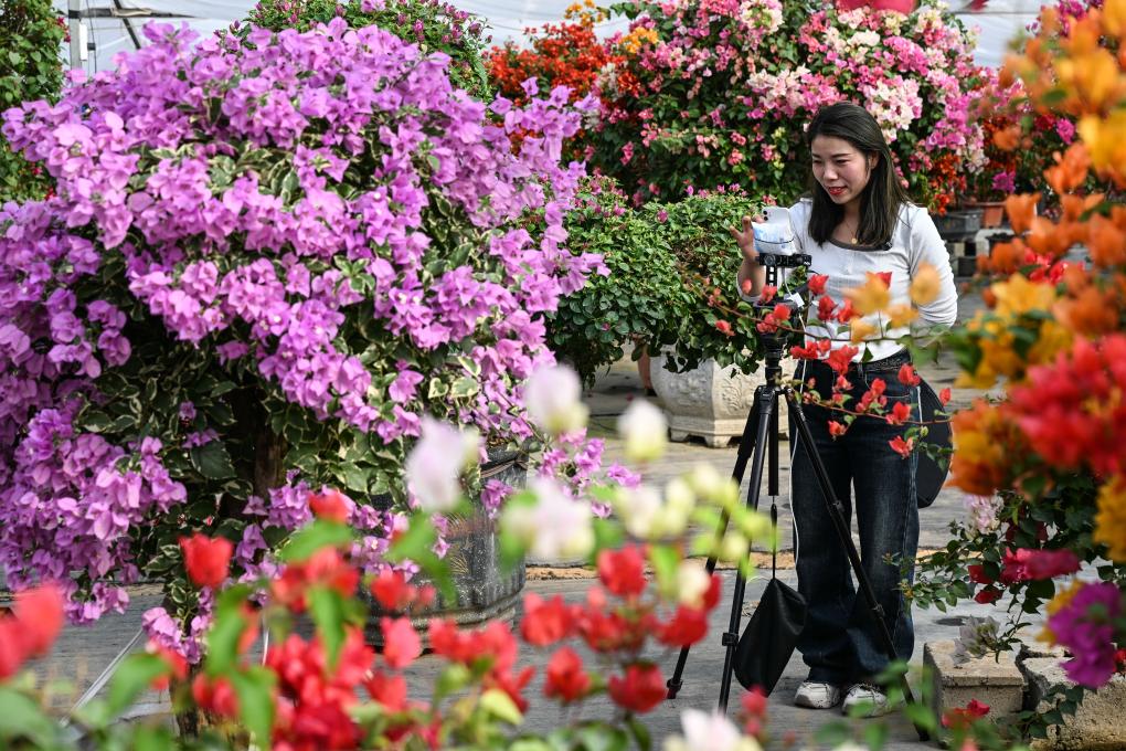 江苏沭阳：“花木之乡”的“美丽经济”