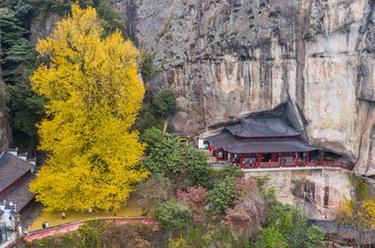 浙江建德：古银杏披上“黄金甲” 初冬美景助力乡村旅游