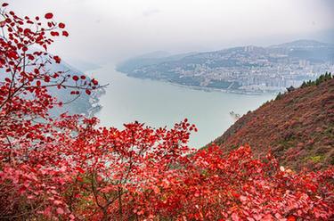 美丽中国｜重庆巫山红叶似火