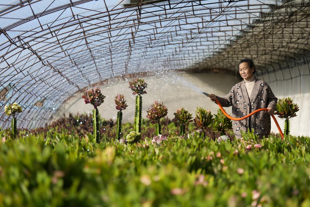 河北丰南：特色观赏植物种植助农冬季增收