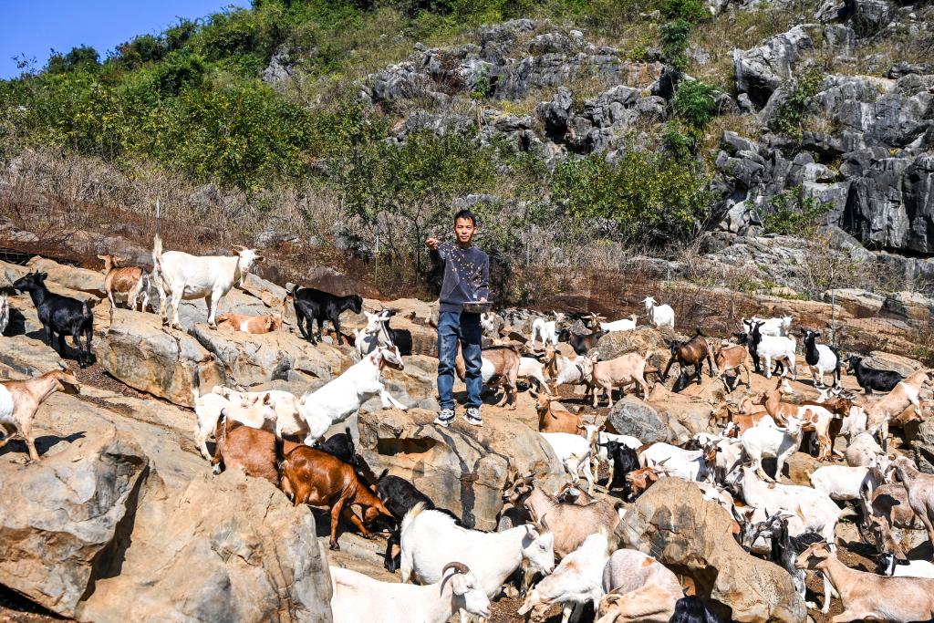 广西钟山：以产业振兴助力乡村振兴