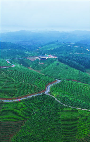 在“世界上最大的连片茶园”，来一次深度茶香旅！