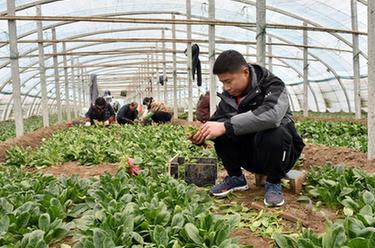 新春走基层丨幸福的味道——“新农人”宋建飞一家的幸福生活