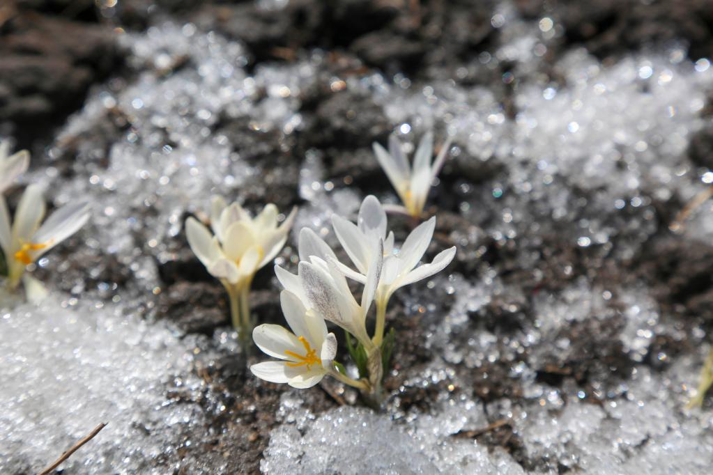 新疆：顶冰花破雪绽放