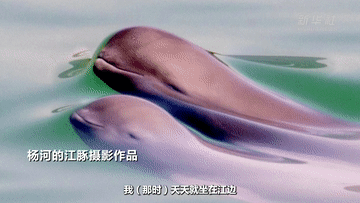从“化工围江”到“江豚逐浪”——湖北宜昌长江大保护的答卷