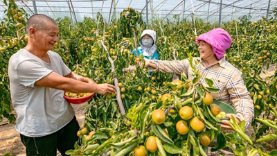 陕西大荔：科技助力农业丰产 黄河岸畔冬枣飘香