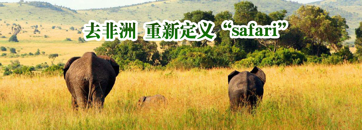 【百家乐平台微视评】去非洲 重新定义“safari”