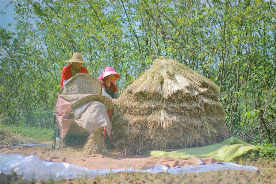 稻谷黄秋收忙 云南安宁“丰”景美