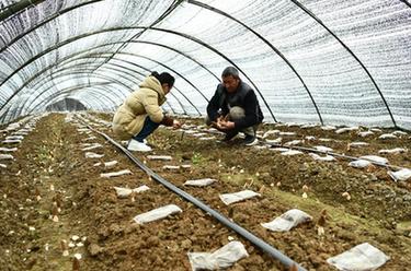 贵州遵义：羊肚菌迎来丰收季