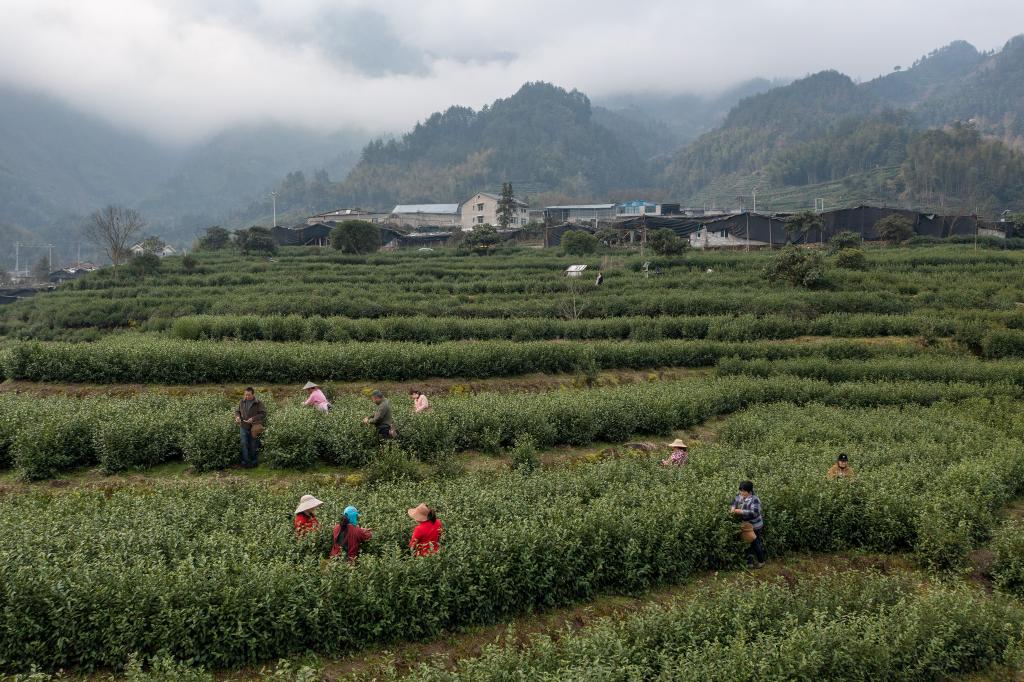 早春时节采早茶