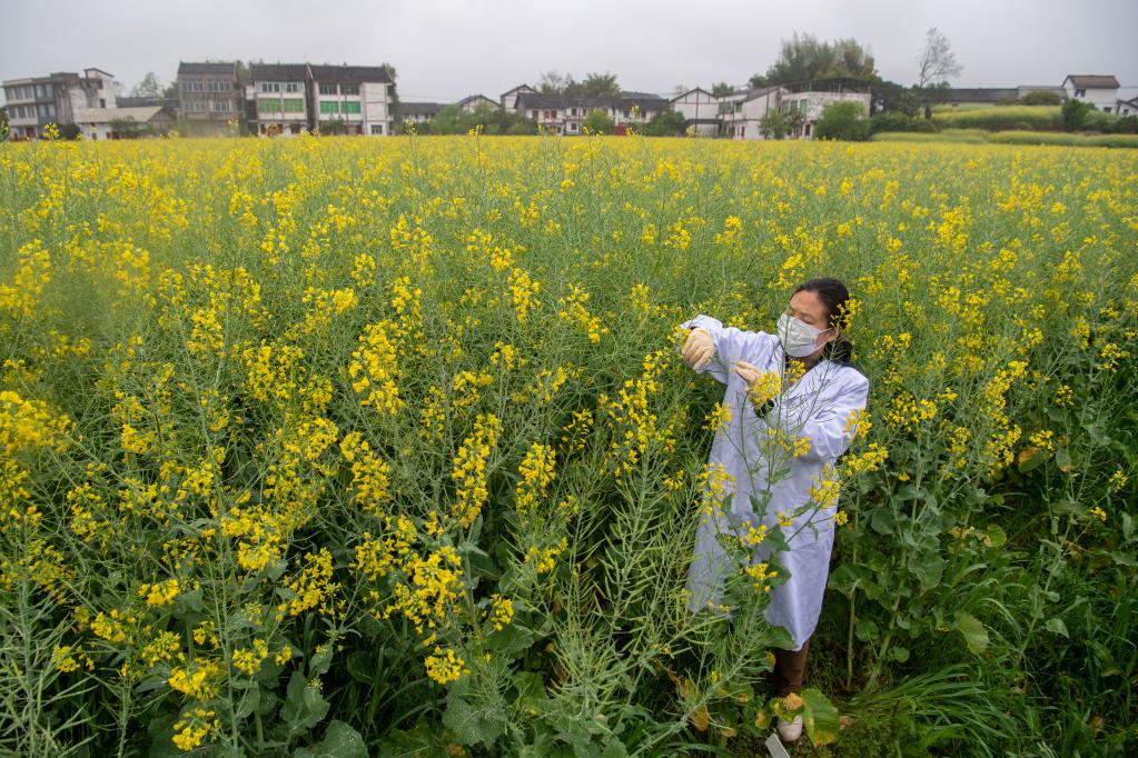 百家乐平台全媒+丨不一样的油菜花