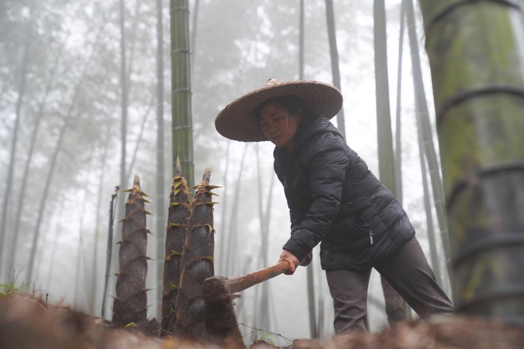 贵州赤水楠竹笋开始采收