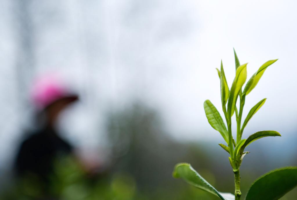 一片茶叶背后的乡村振兴之路