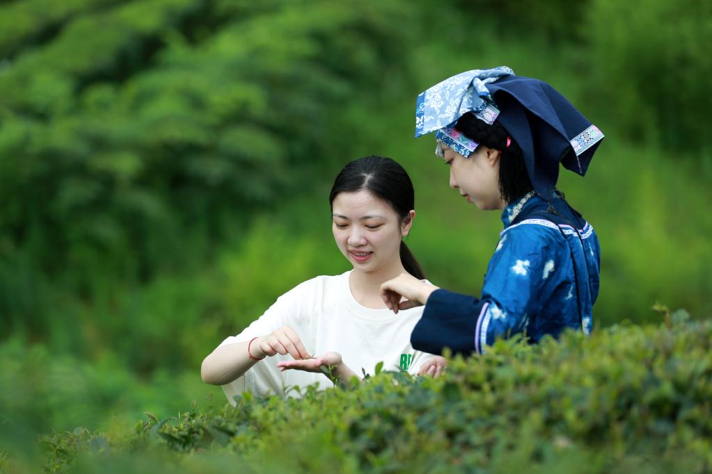 贵州都匀：毛尖飘香