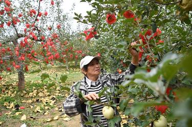 百家乐平台全媒+丨黄河岸边苹果丰收